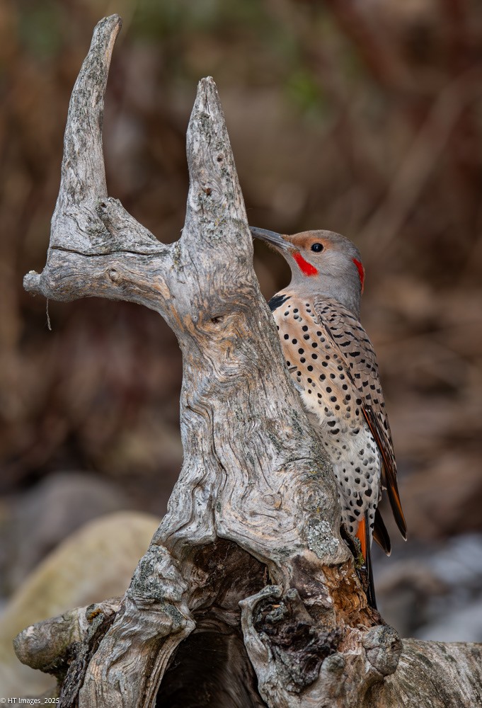 Декол золотистий (підвид luteus x cafer) - ML644855790