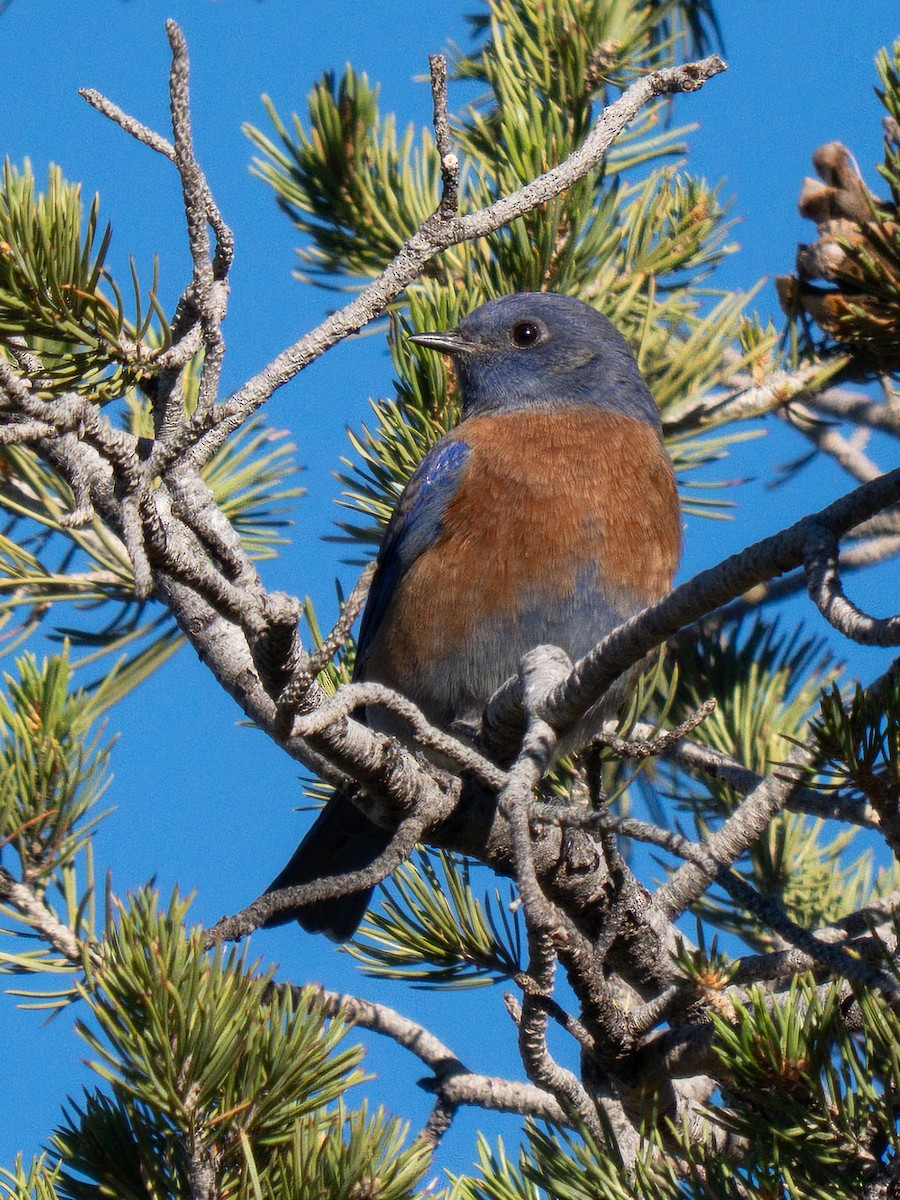 Блакитник західний - ML644855791