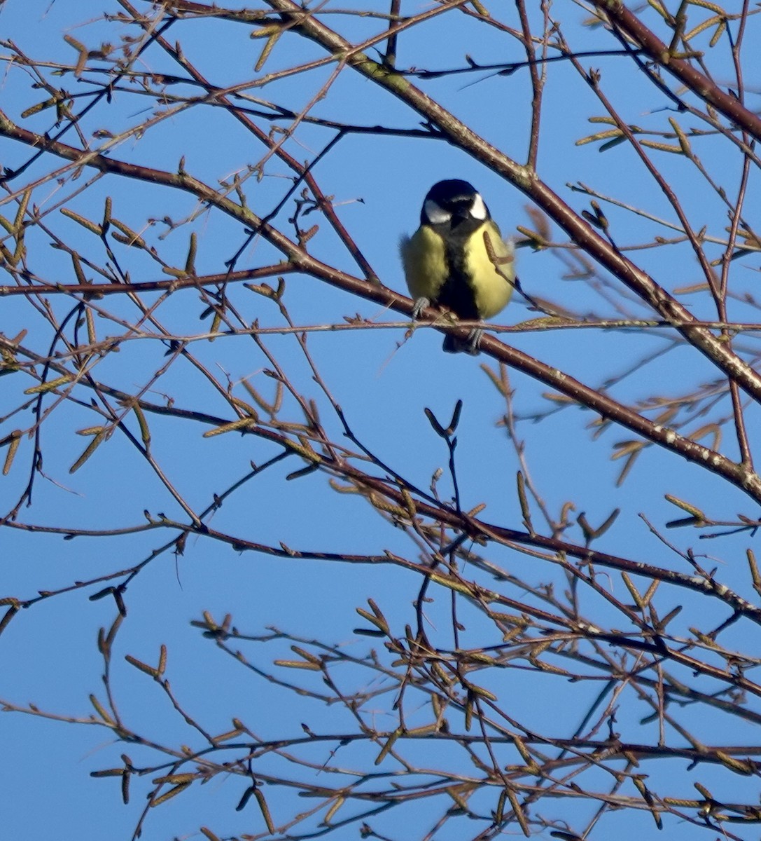 Синиця велика - ML644855792