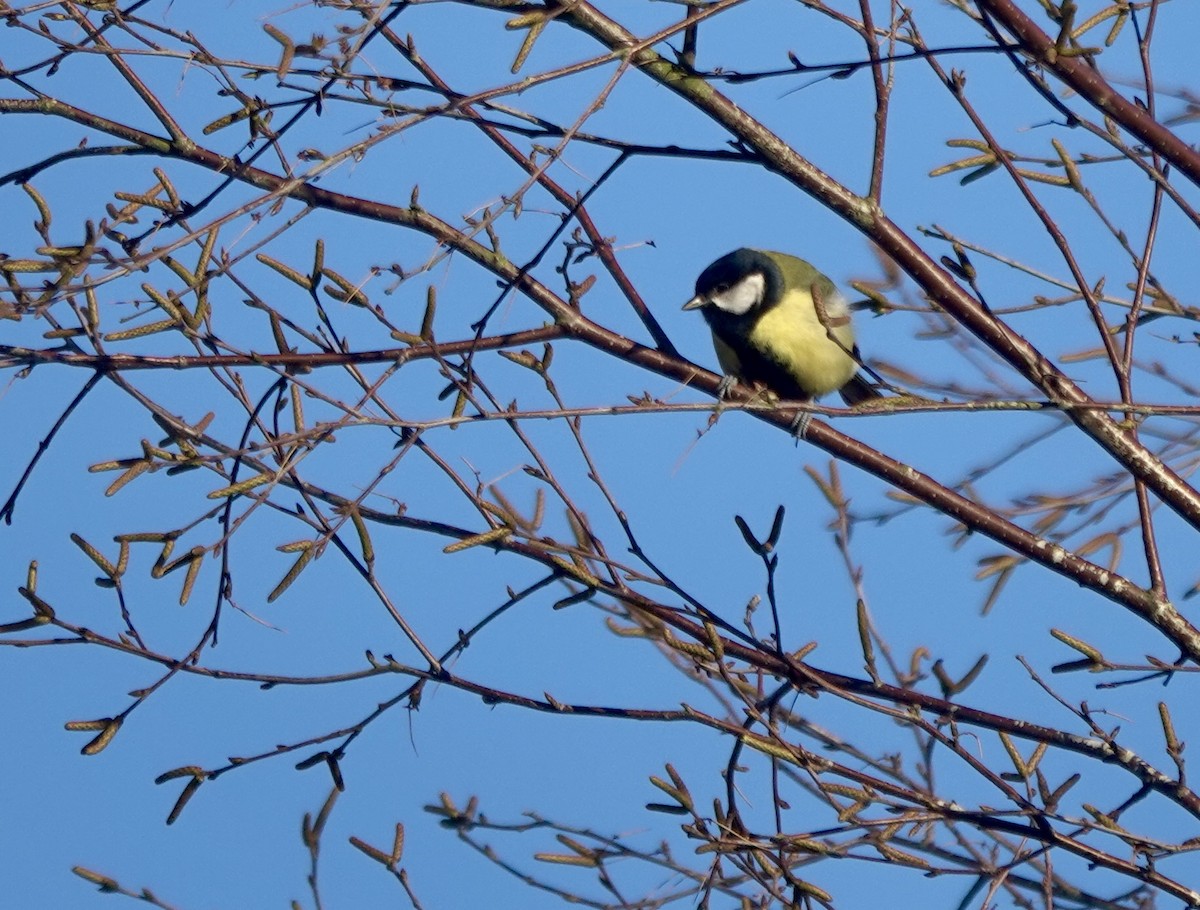 Синиця велика - ML644855793