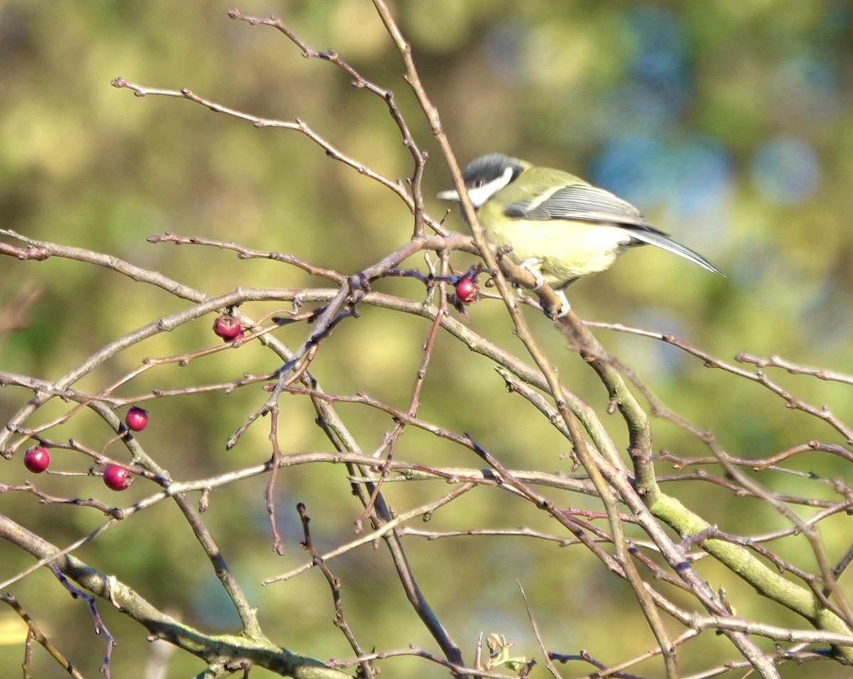 Синиця велика - ML644855794