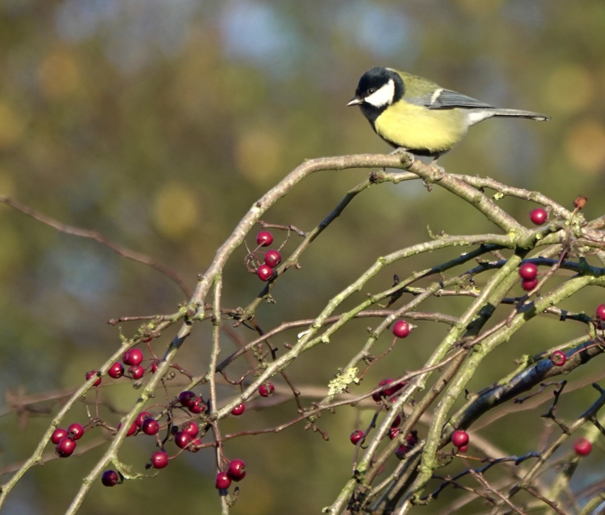 Синиця велика - ML644855795