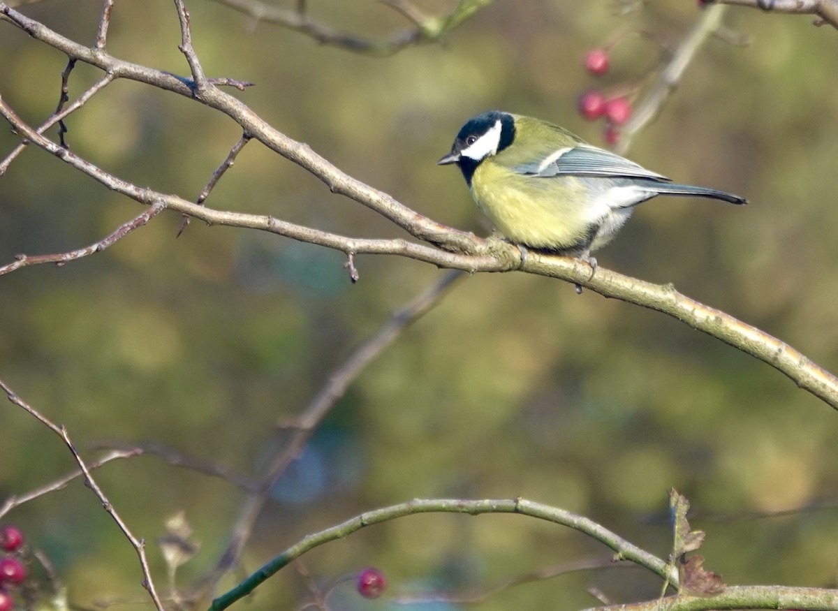 Синиця велика - ML644855796