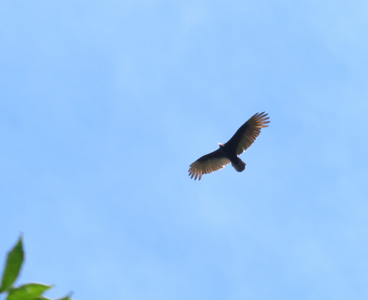 Катарта червоноголова - ML644855798