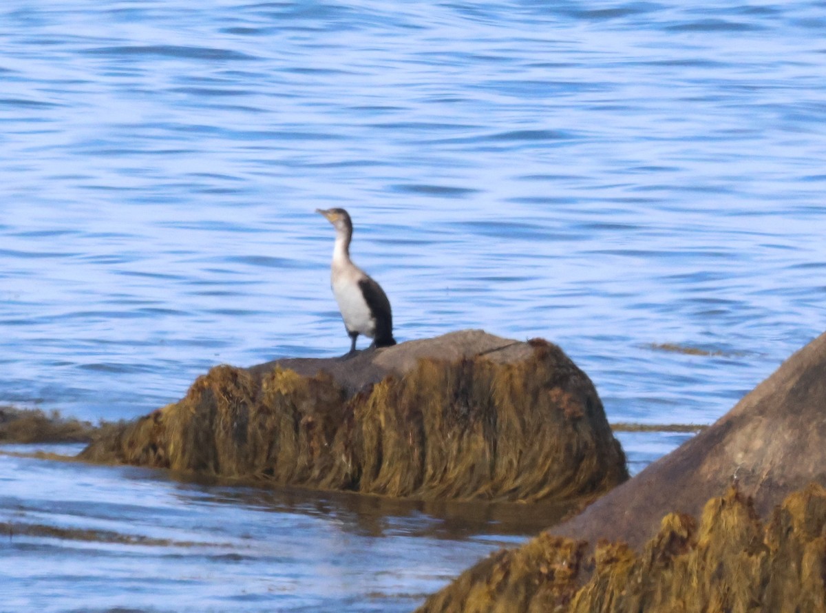 Баклан великий - ML644855799