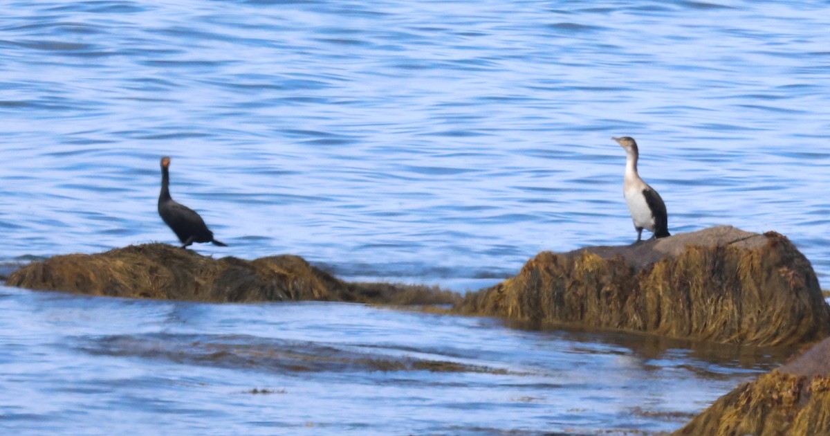 Баклан великий - ML644855800