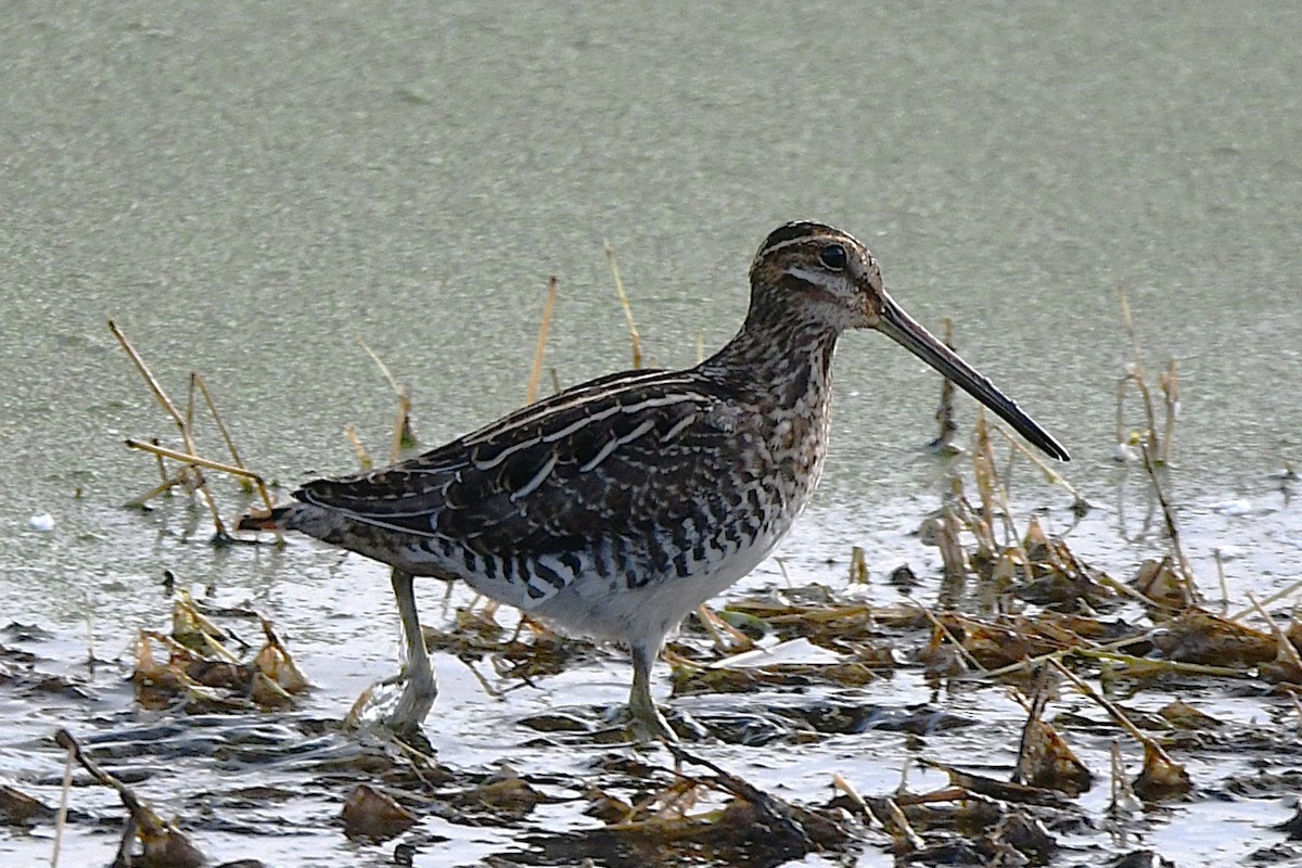 Баранець американський - ML644855801