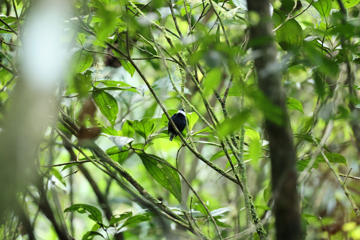 Манакін-бородань білогорлий - ML644855802