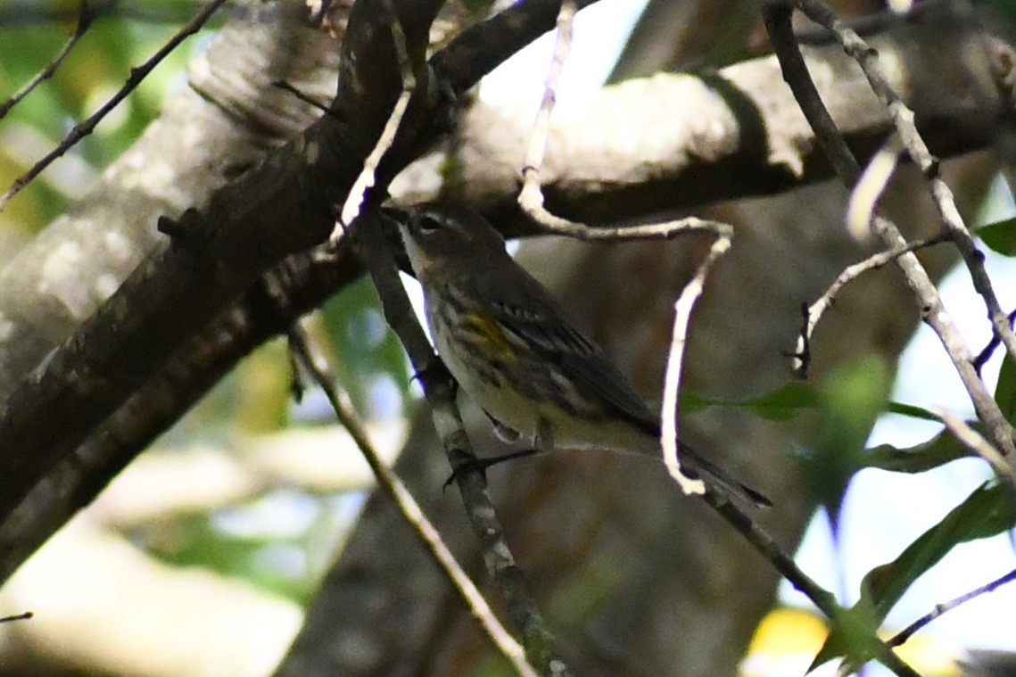 Пісняр-лісовик жовтогузий (підвид coronata) - ML644855804
