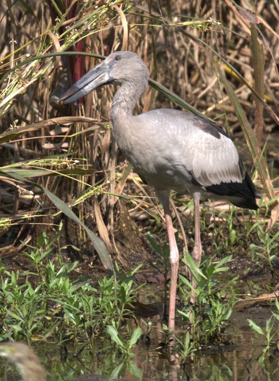Лелека-молюскоїд індійський - ML644855805