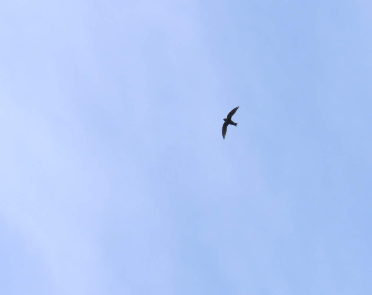 Свіфт болівійський - ML644855806