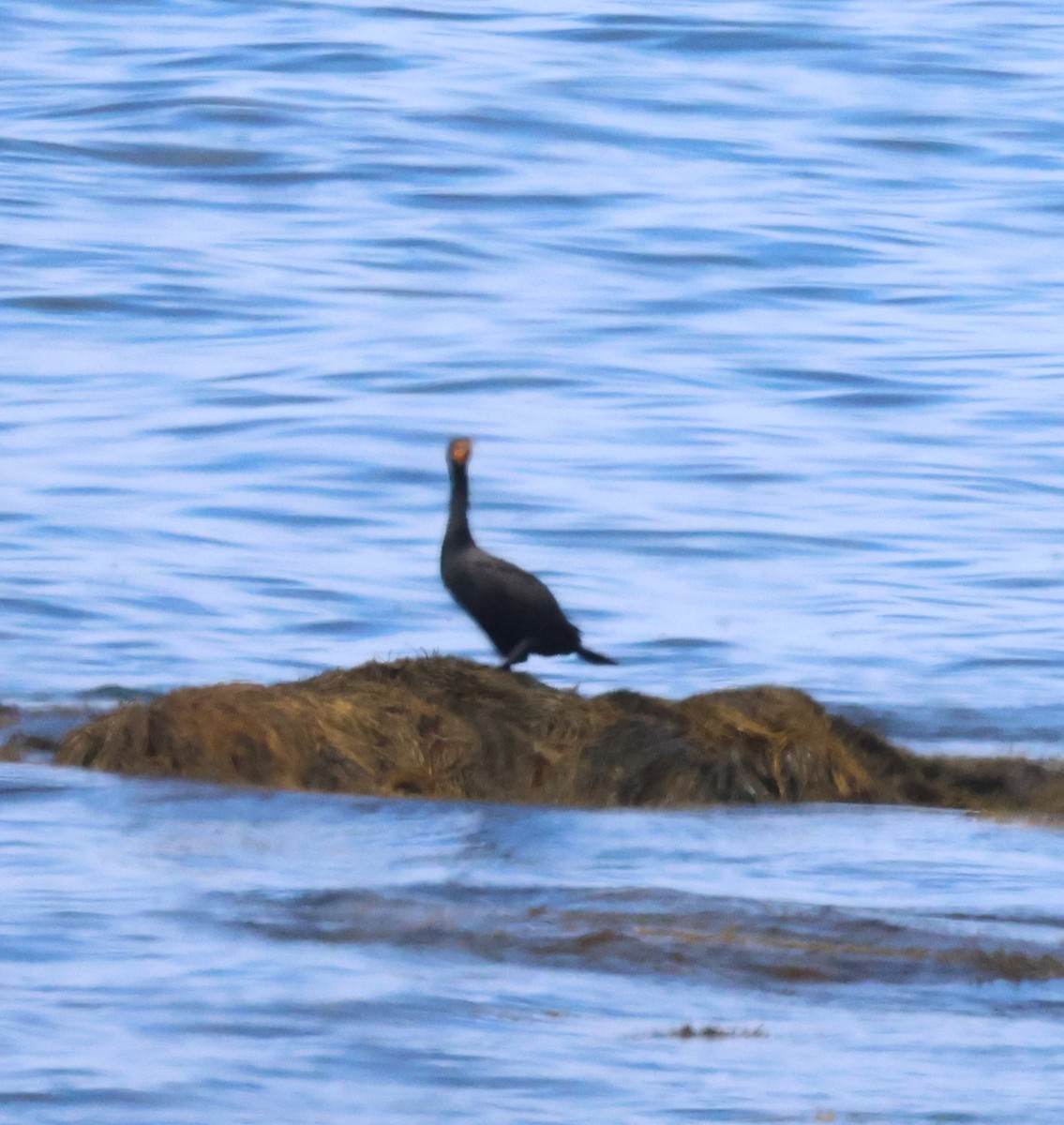 Баклан вухатий - ML644855807