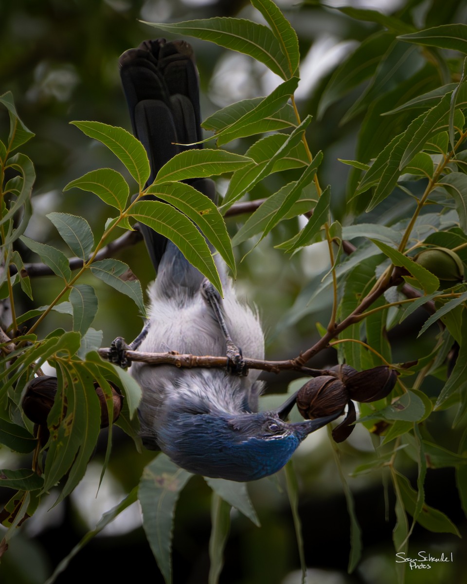 Сойка сонорська - ML644855809