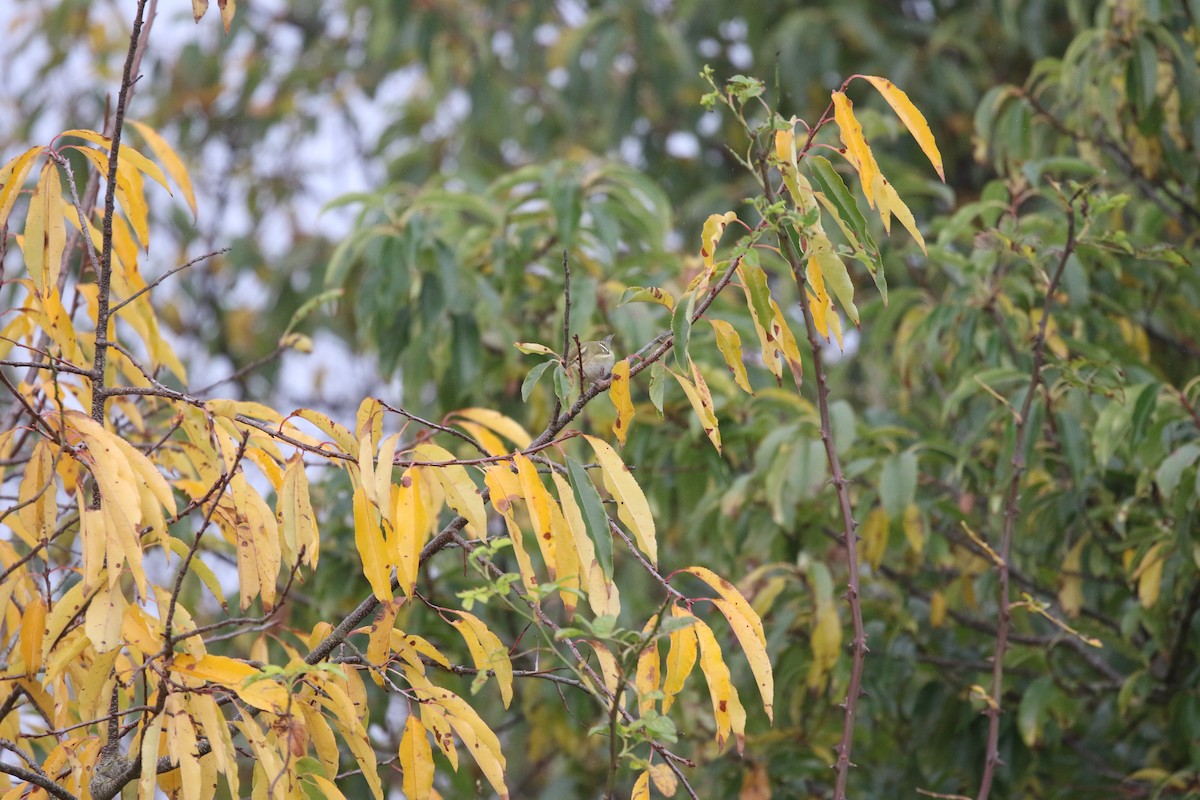 Вівчарик лісовий - ML644855810