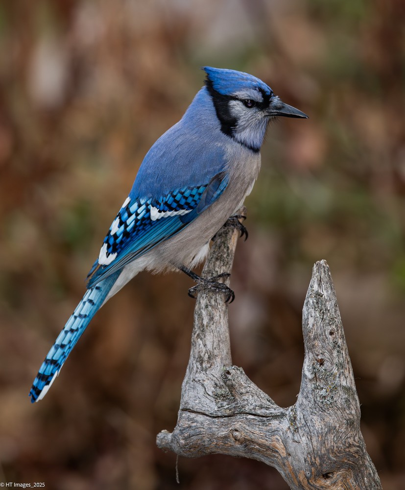 Сизойка блакитна - ML644855815