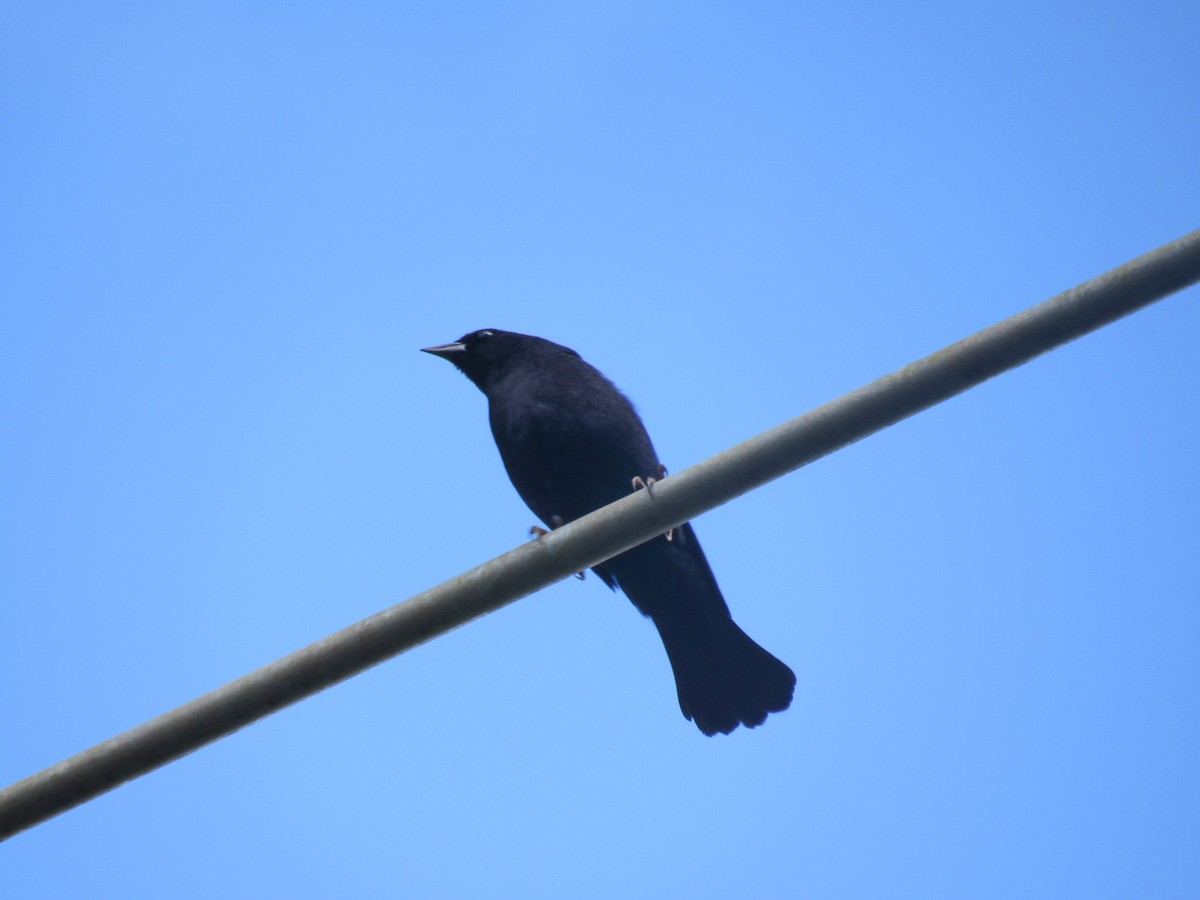 Shiny Cowbird - ML644855817
