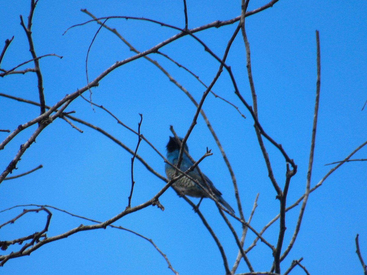 Swallow Tanager - ML644855850