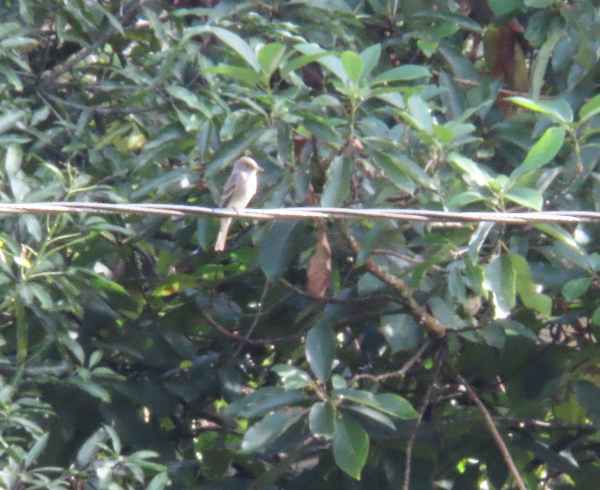 Western Wood-Pewee - ML644855852