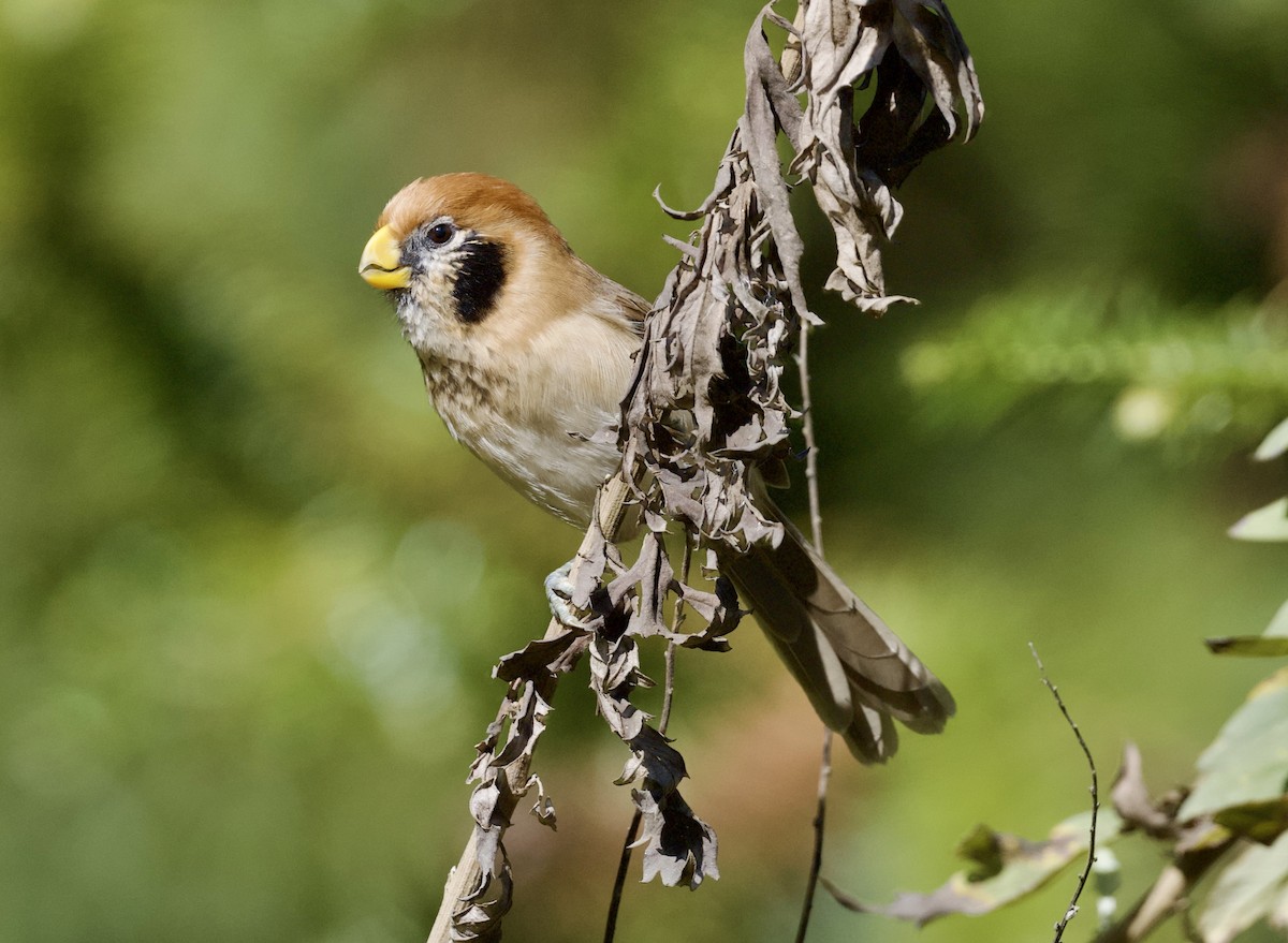 Benekli Papağangaga - ML644855853