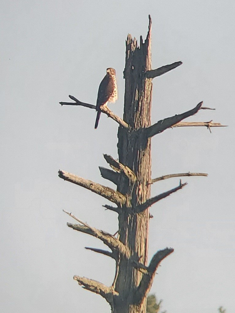 Cooper's Hawk - ML644855865