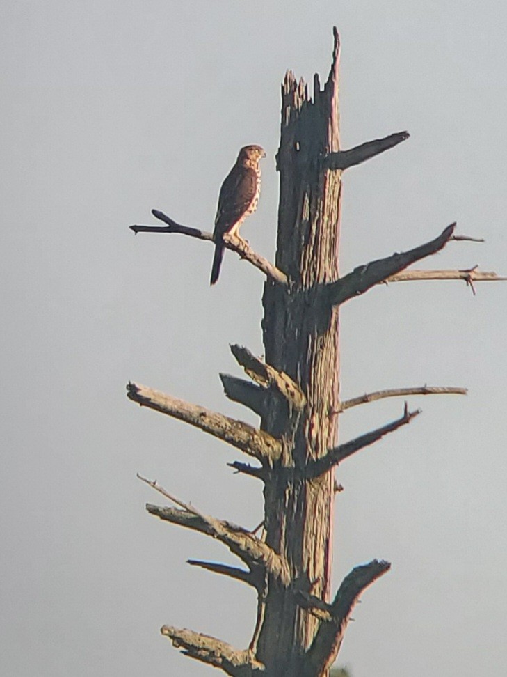 Cooper's Hawk - ML644855866