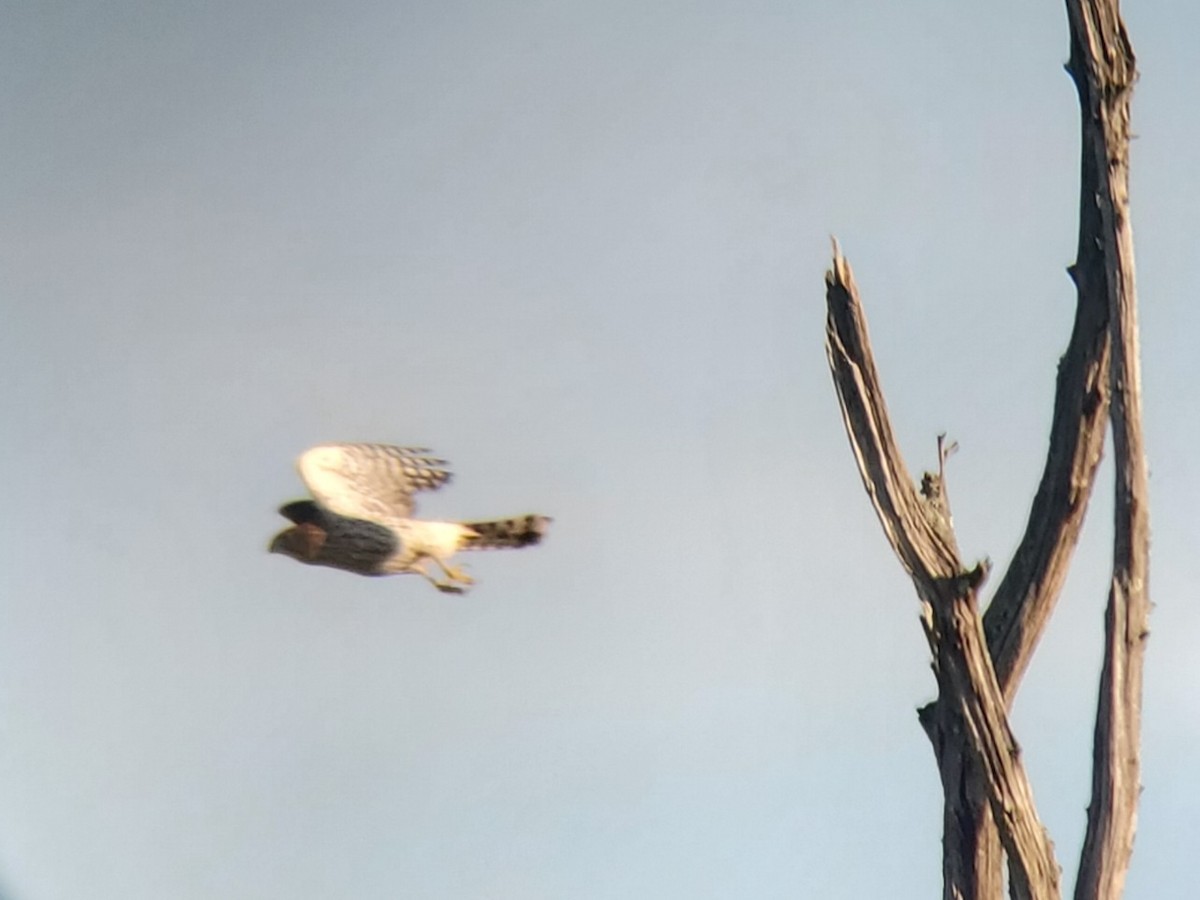 Cooper's Hawk - ML644855867