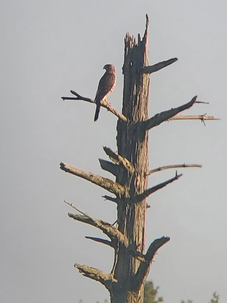 Cooper's Hawk - ML644855868