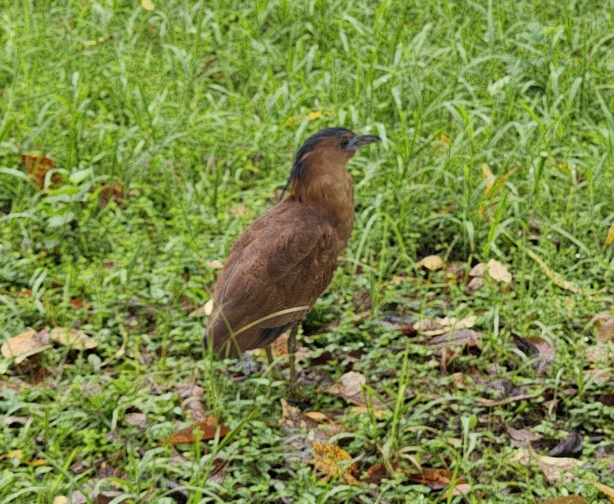 ズグロミゾゴイ - ML644855870