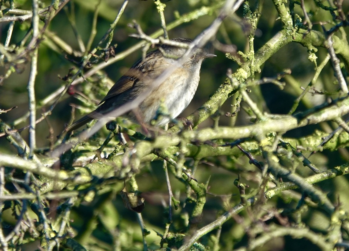 Dunnock - ML644855892