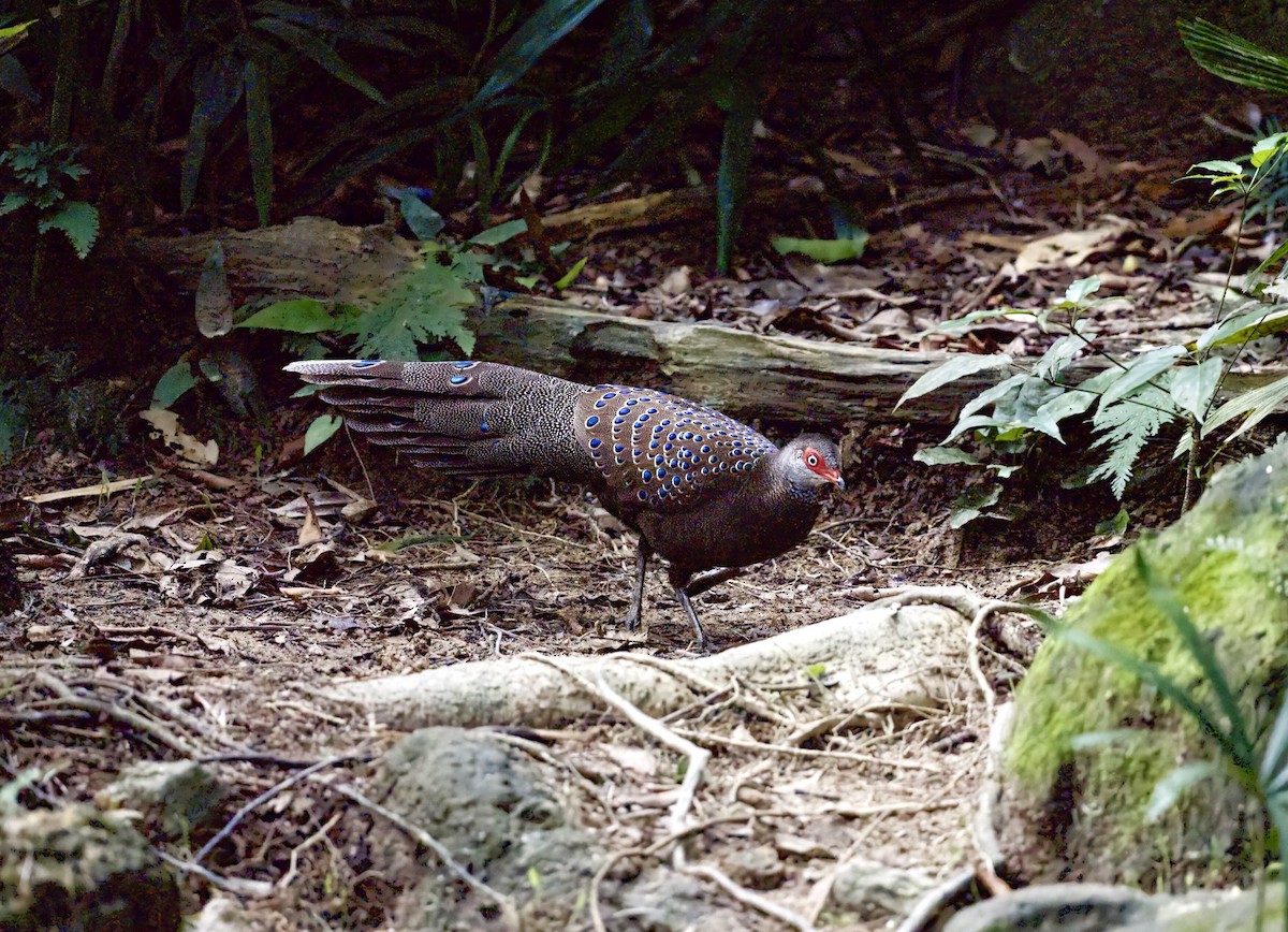 Başlıklı Küçük Tavus Sülünü - ML644855897