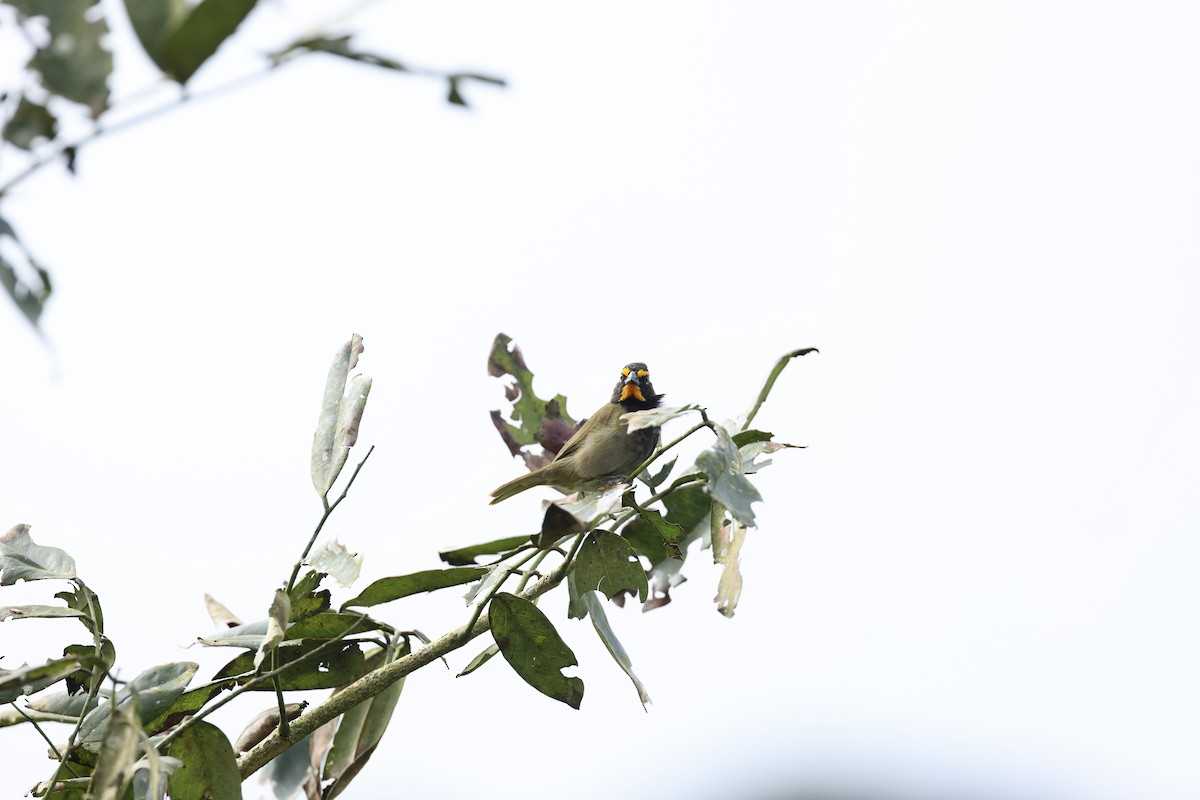 Yellow-faced Grassquit - ML644855906