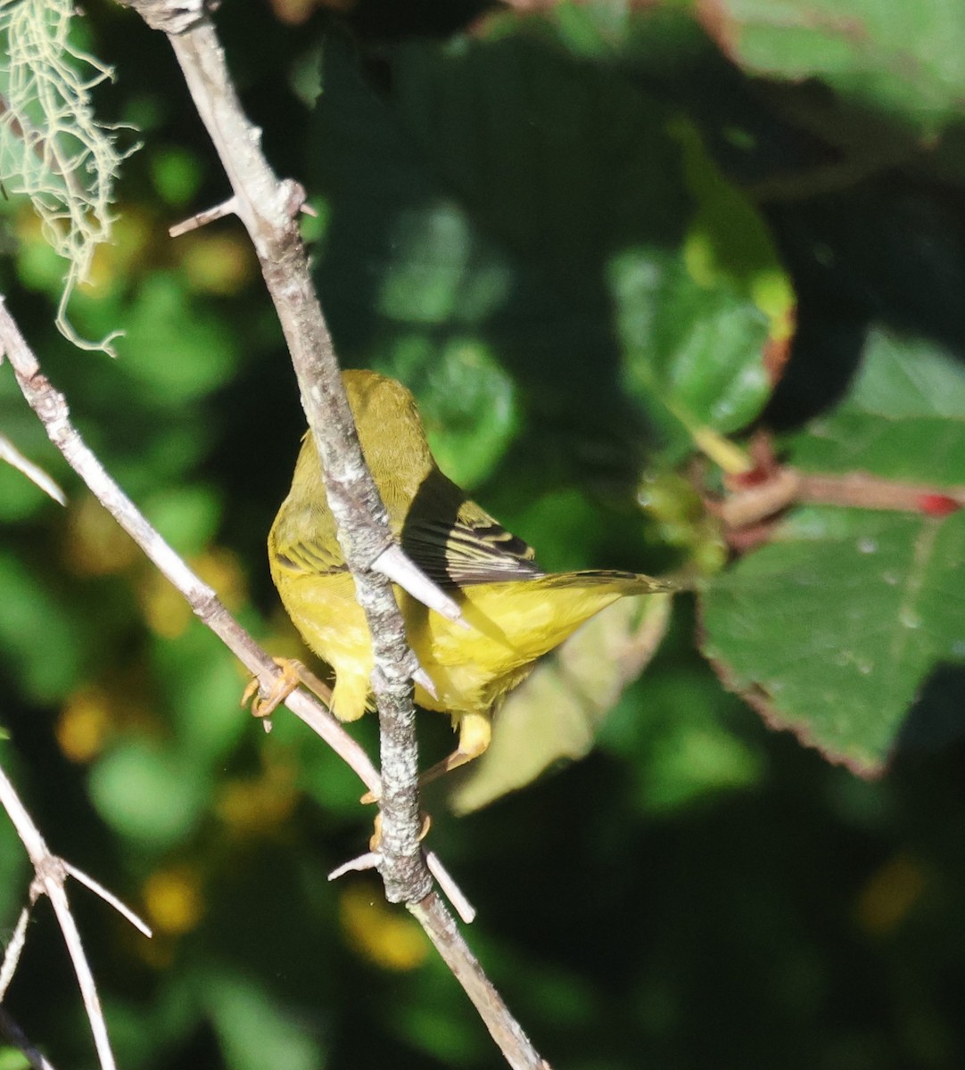 Northern Yellow Warbler - ML644855917