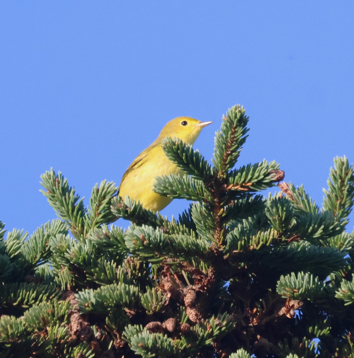 Northern Yellow Warbler - ML644855919