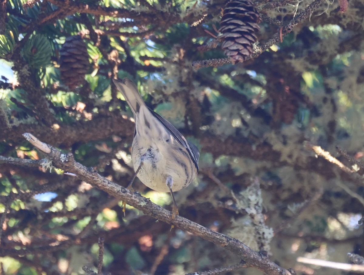 Goldkehl-Waldsänger - ML644855926