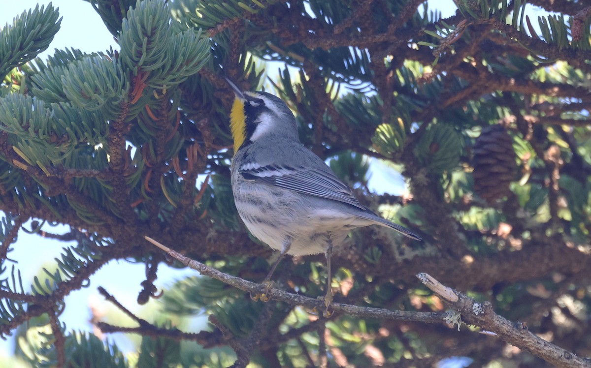 Goldkehl-Waldsänger - ML644855927