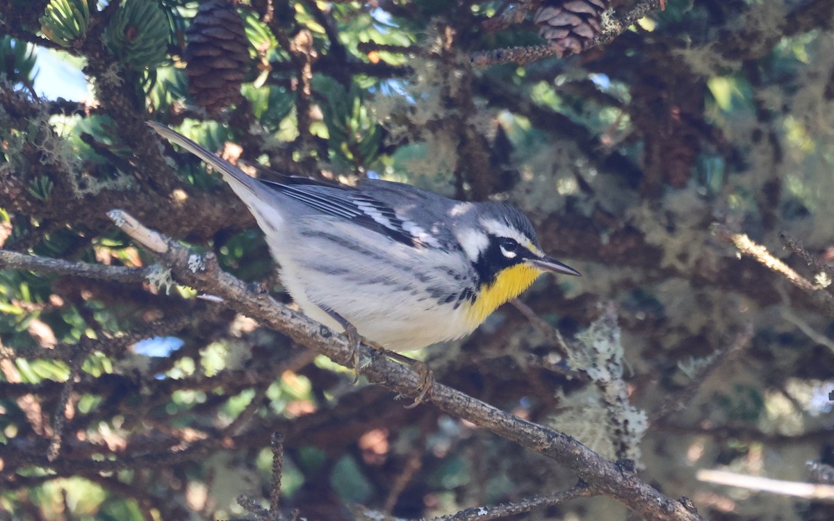 Goldkehl-Waldsänger - ML644855928