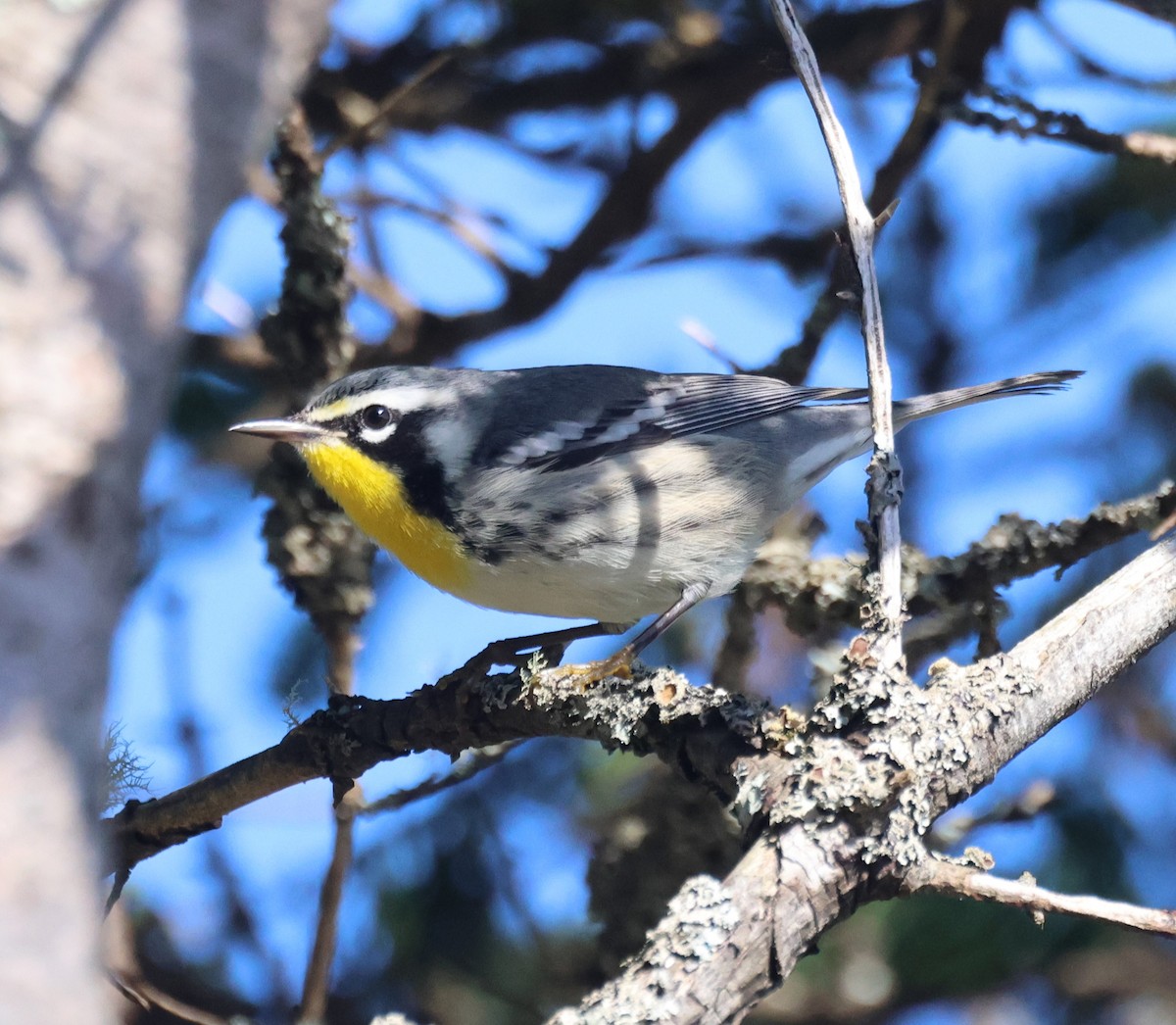 Goldkehl-Waldsänger - ML644855929