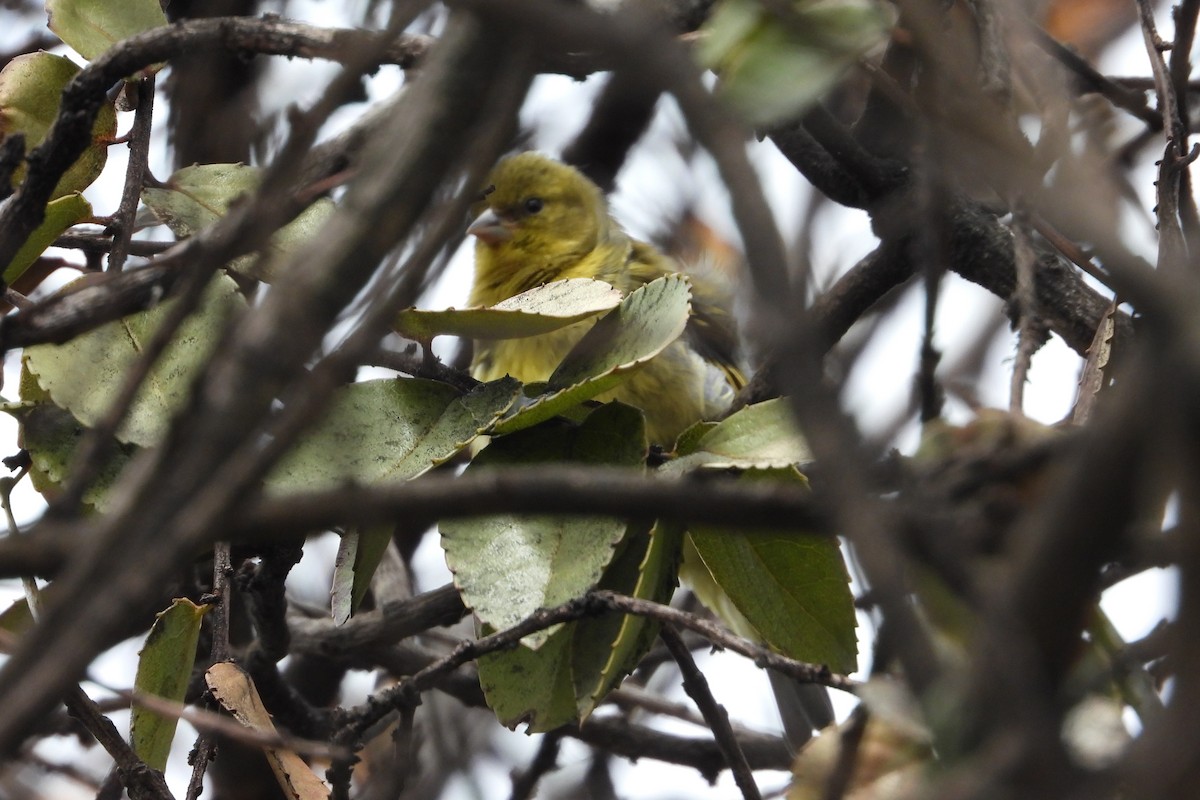 Андский чиж - ML644855932