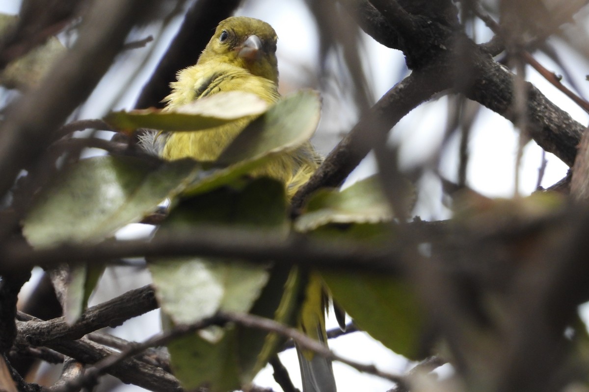 Андский чиж - ML644855933