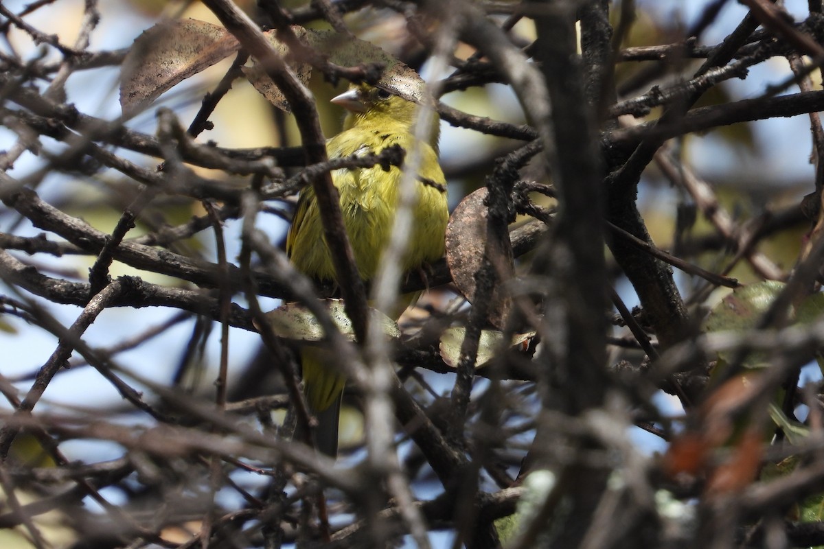 Андский чиж - ML644855934