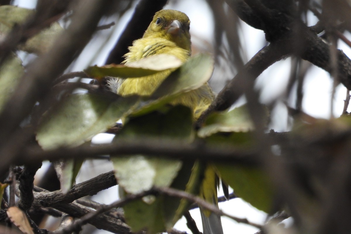 Андский чиж - ML644855935