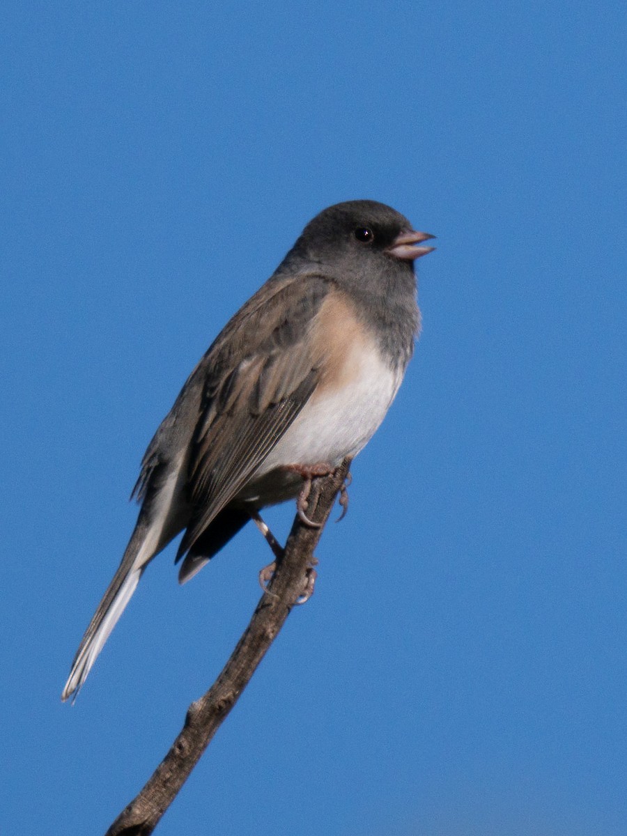 Dark-eyed Junco (Pink-sided) - ML644855943
