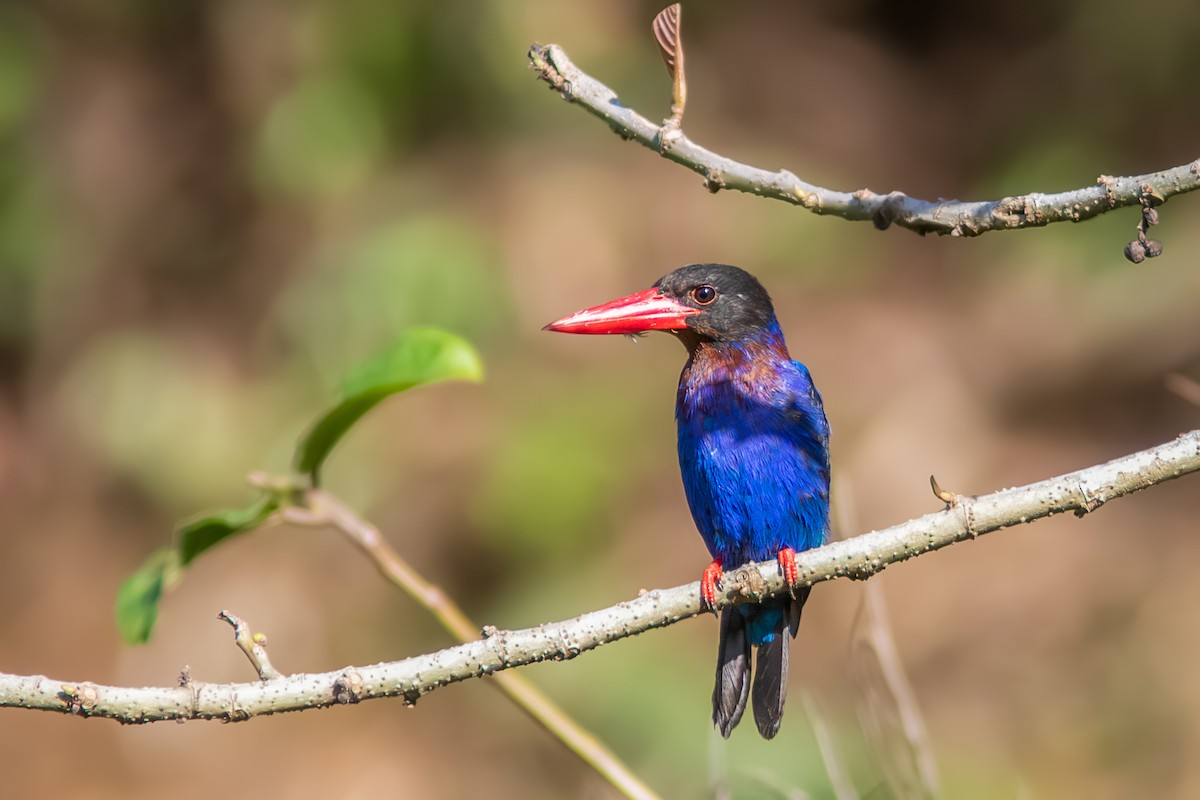 Javan Kingfisher - ML644855961