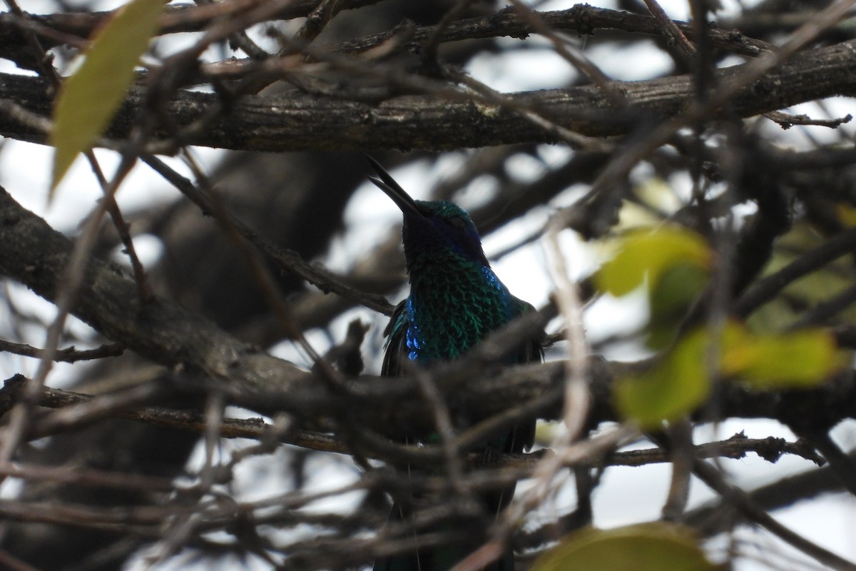 Sparkling Violetear - ML644855962