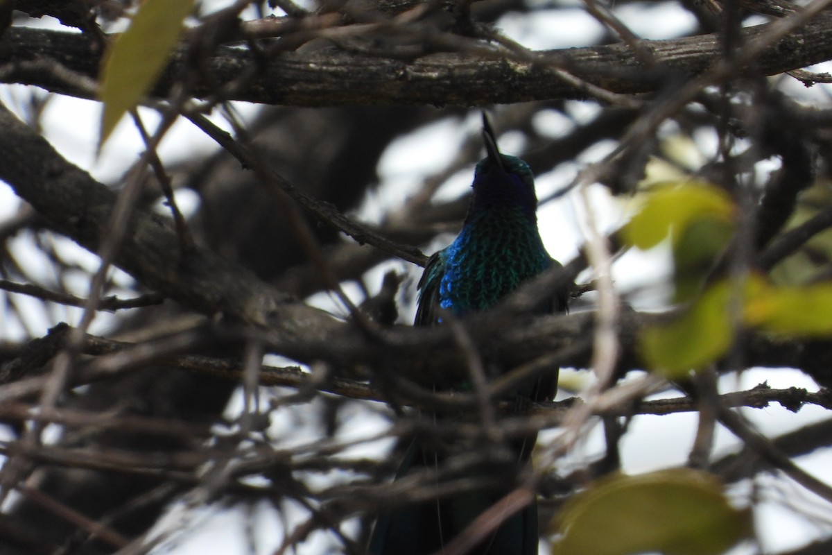 Sparkling Violetear - ML644855963