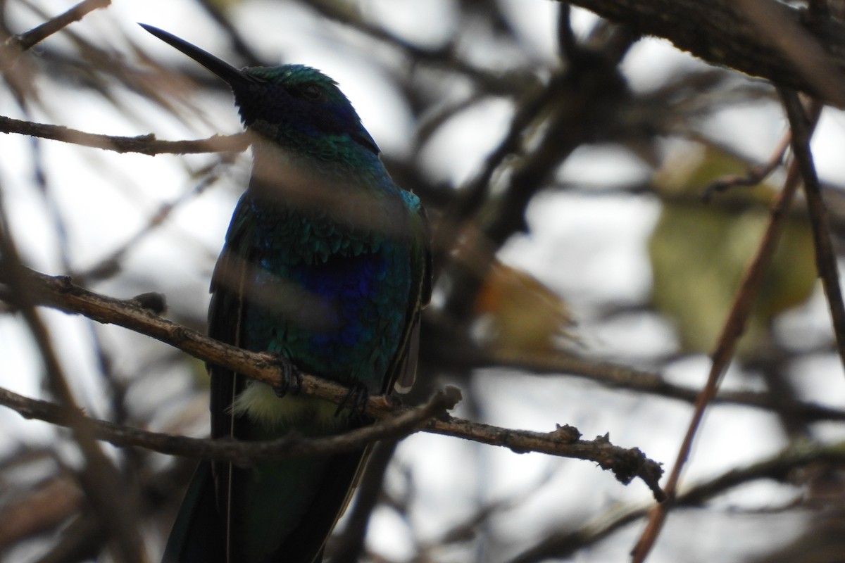 Sparkling Violetear - ML644855964