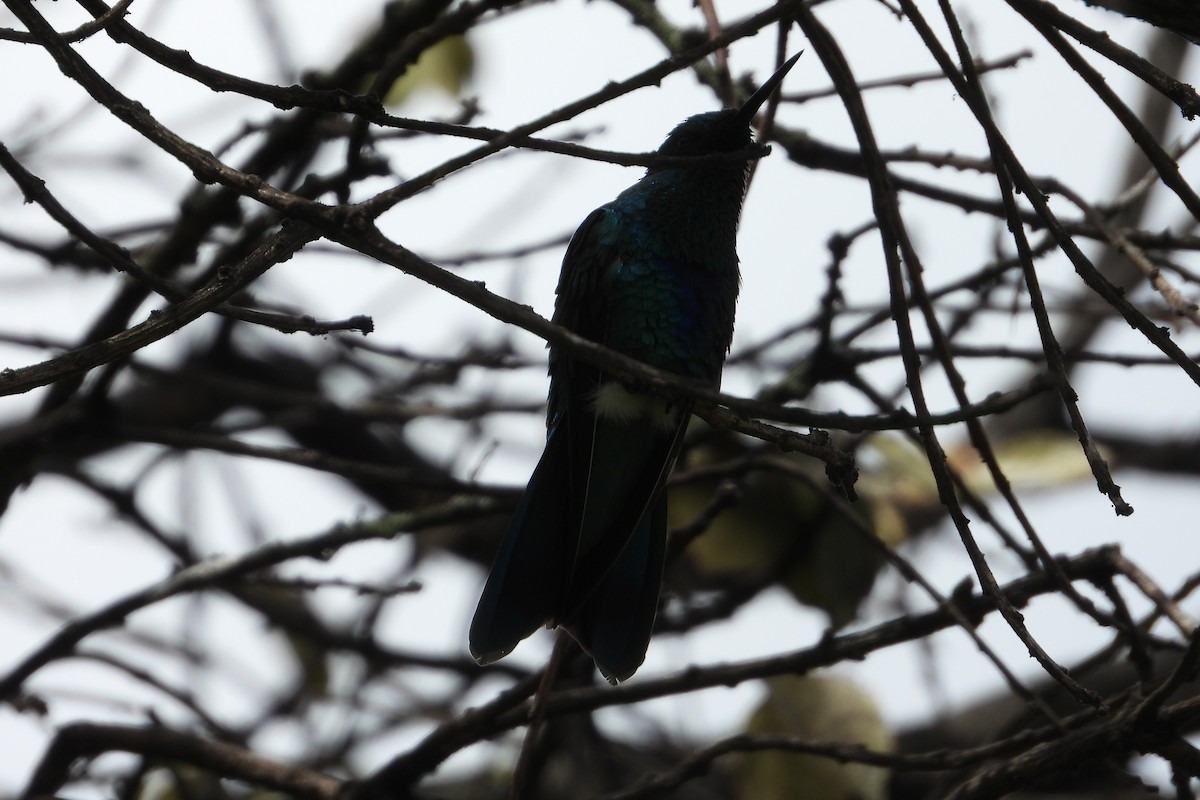 Sparkling Violetear - ML644855965