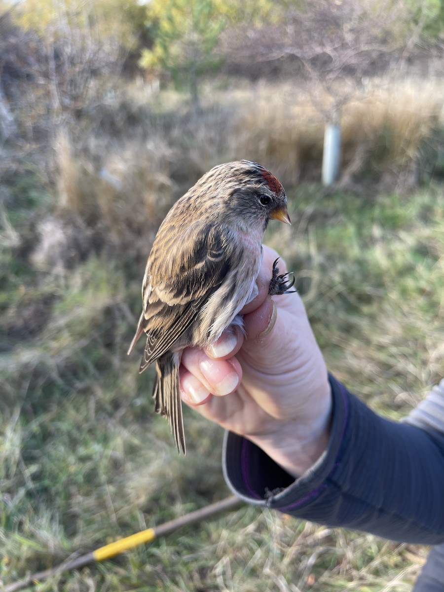 gråsisik (cabaret) (brunsisik) - ML644855968