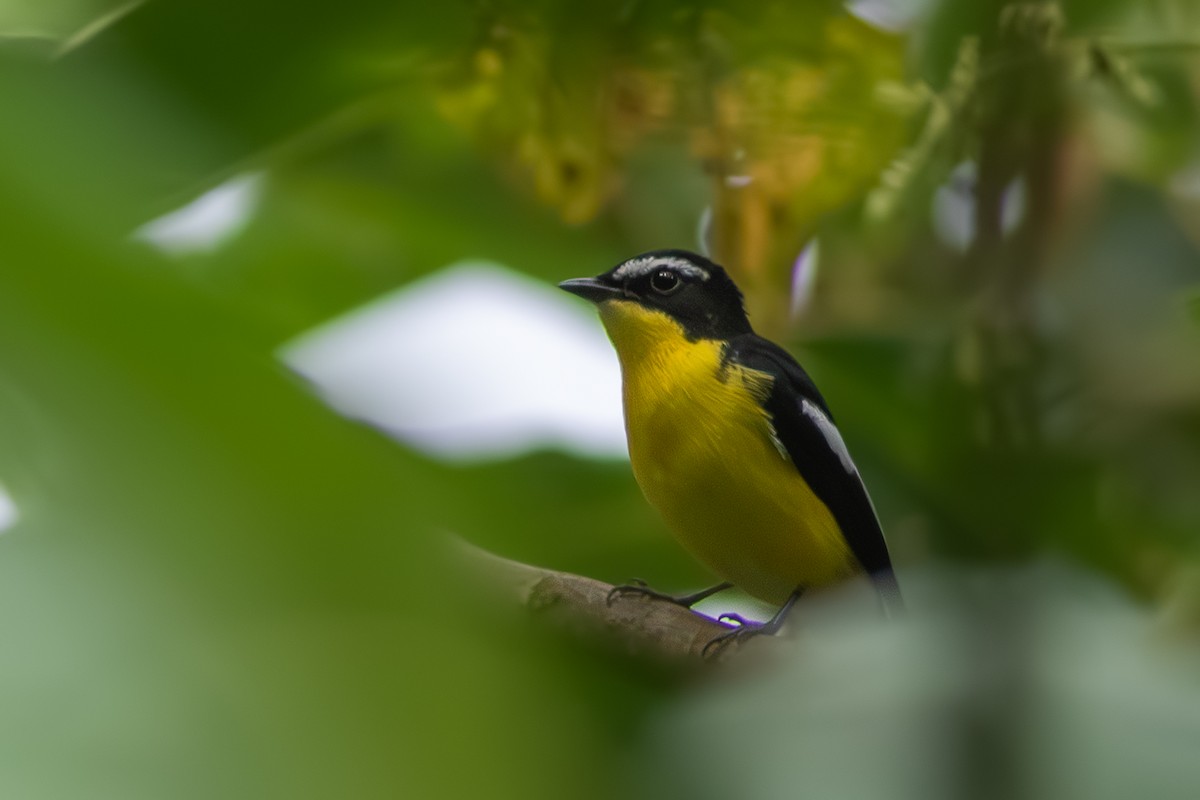 Гуулин намнаа - ML644855976