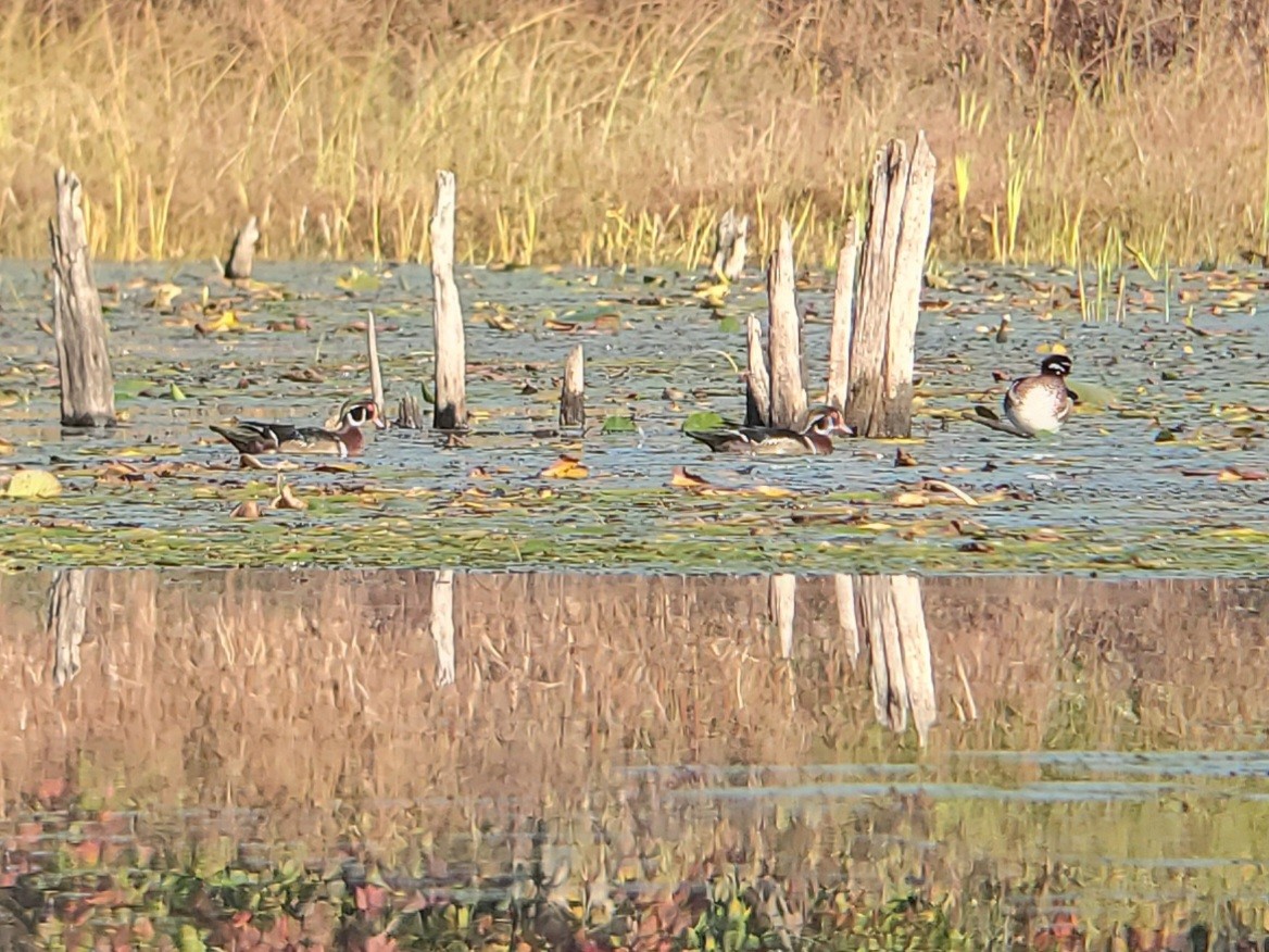 kachnička karolínská - ML644855980